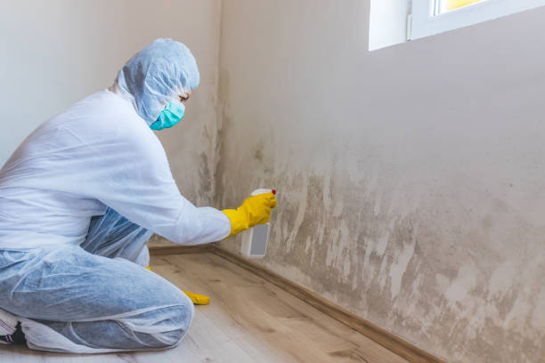 Licensed Mold Cleanup service in Rougemont, NC - WQB Mold Removal