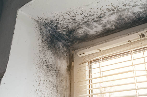 Affordable Mold Cleanup solutions in Rougemont, NC